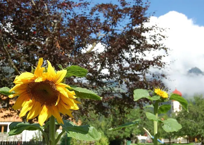 Haus Schreieck Klaudia *