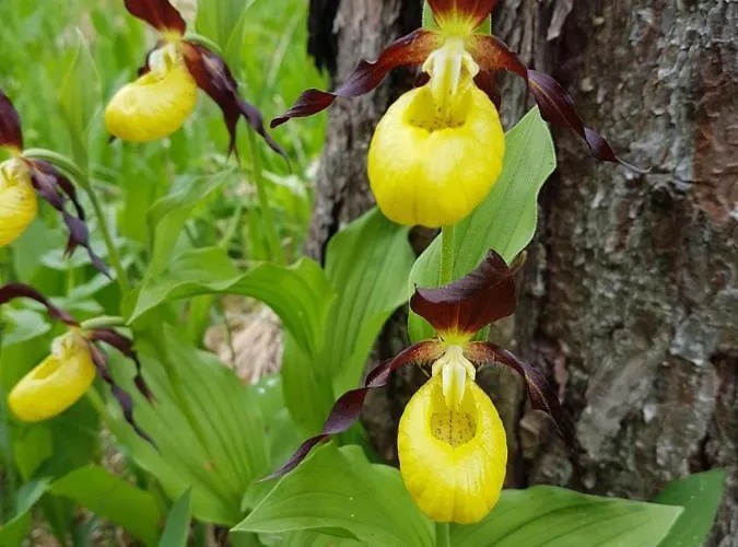 Lejlighed Haus Schreieck Klaudia *