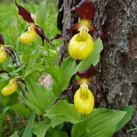 Daire Haus Schreieck Klaudia *